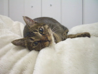 猫のアイシス